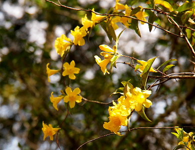 [This vine with a profusion of flowers all along it is growing along the branches of a leafless tree, so it looks like this plant with its leaves and flowers is the tree.]